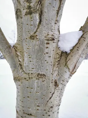 🌳 Тополь ценная порода дерева 🗨 -характеристики, описание, как сушить,  как пилить, как обрабатывать 💲