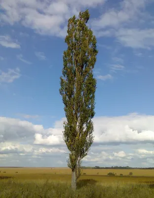 Тополь пирамидальный (Populus pyramidalis)купить в питомнике Зеленый  Максимум