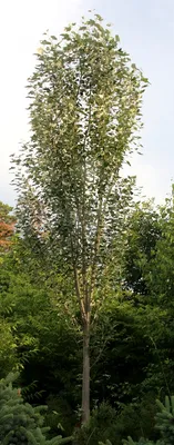 Тополь белый (Populus alba) купить в питомнике Зеленый Максимум