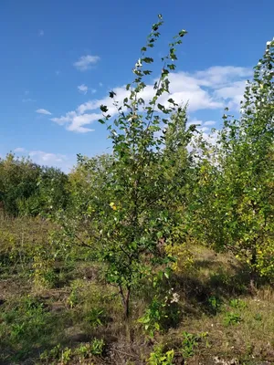 Саженцы Тополь лавролистный \"Рopulus laurifolia \" из питомника растений  Гринстрана купить по цене от 0 рублей | Описание, фото, доставка,  консультация — Гринстрана.ру