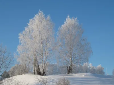 Дерево тополя зимой стоковое фото. изображение насчитывающей тополь -  168509672