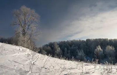 Бесплатное изображение: лес, зима, Тополь, деревья, снежно, замороженные,  дерево, Погода, пейзаж, снег