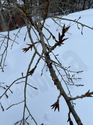 В Бурятии сельчане пожаловались на тополь, в который постоянно врезаются  машины | Байкал Daily - Новости Бурятии и Улан-Удэ в реальном времени