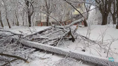 Тополь дерево зимой - 62 фото