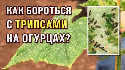 ТРИПС НА ОГУРЦАХ. КАК БОРОТЬСЯ С ТРИПСАМИ? - YouTube