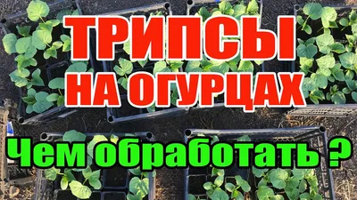 Трипсы на огурцах чем обработать ? - YouTube