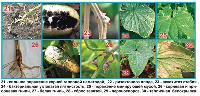 Болезни и вредители огурцов на Supersadovnik.ru