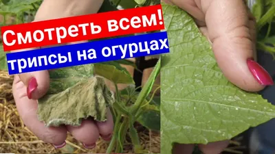 Трипс - опасный вредитель растений, переносчик вирусных болезней. Особенно  любит огурцы, и цветы. В материале - как различи… | Растения, Защита,  Вредители растений