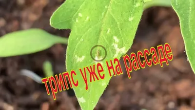 Уход за огурцами в июле