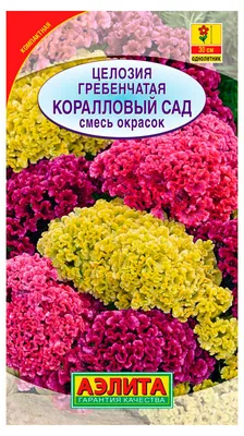 Целозия гребенчатая Коралловый сад