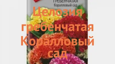 Целозия гребенчатая Коралловый сад (семена,цветы) купить по цене 49 ₽ в  интернет-магазине KazanExpress