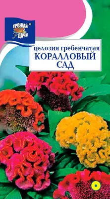 Семена цветов Целозия гребенчатая Поиск Коралловый сад 0,1 г — цена в  Оренбурге, купить в интернет-магазине, характеристики и отзывы, фото