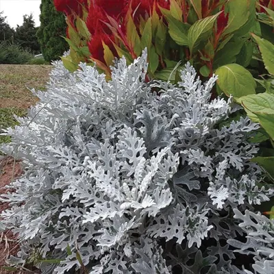 Цинерария приморская (Senecio cineraria) \"Silverado\" (ячейка 6) | Сибирские  газоны - Сибирские газоны