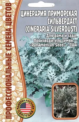 Цинерария Серебристая кассета 6 шт купить недорого в интернет-магазине  товаров для сада Бауцентр