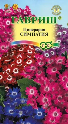 Цинерария (Cineraria) - Питомник роз