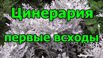 ЦИНЕРАРИЯ