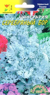 Ваш Дом и Сад Цинерария приморская Сильвердаст 40шт