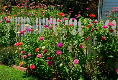 Цинии в саду: фото, оформление клумб с цветами-дюймовочками в ландшафтном  дизайне | Садовый забор, Клумбы, Ограда сада
