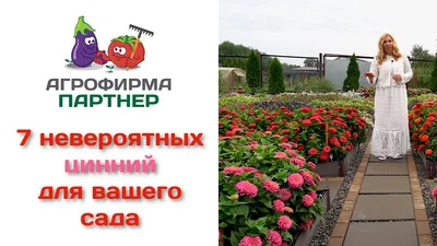 Выращивание цинии из семян - Agro-Market24