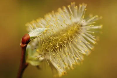 Как цветёт ива козья | Лесной блогер | Дзен