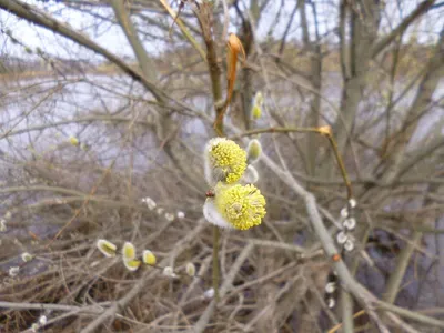 Весна, цветет ива плакучая. :: Александр Бурилов – Социальная сеть ФотоКто