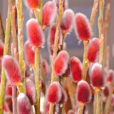 Ива ушастая (Salix aurita) - PictureThis