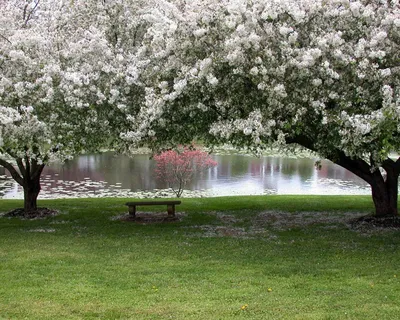 Цветущие сады Подмосковья: лучшие места для фотосессий весной |  Путеводитель Подмосковья
