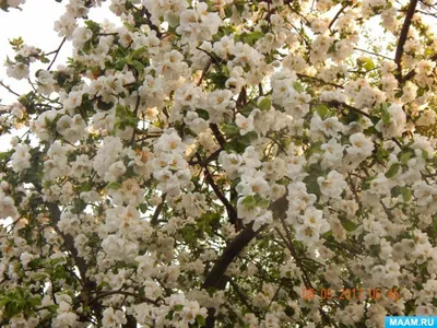 Где в Москве цветут сакура, яблони и магнолии, цветущие сады столицы, места  для весенней фотосессии - 3 мая 2023 - msk1.ru