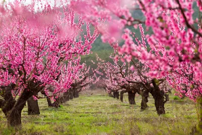 Цветение персиковых садов. Фотограф Дмитренко Екатерина