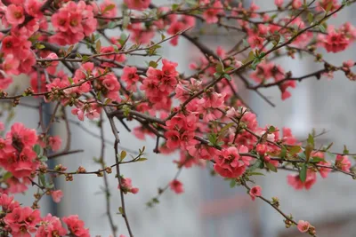 Сибирский яблоневый сад цветет :: Екатерина Торганская – Социальная сеть  ФотоКто