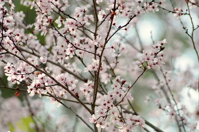 Цветение садов весной (42 фото) - 42 фото