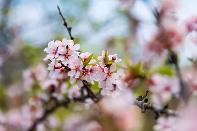 Белые Яблони Цветут Крупным Планом Цветение Садов Весной — стоковые  фотографии и другие картинки Апрель - iStock