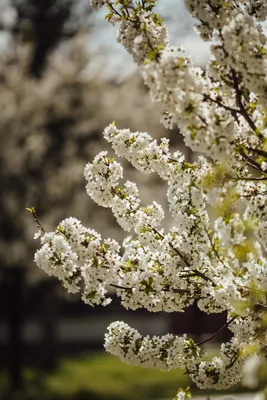 Яблоневый цвет, весна, цветение сада…» — создано в Шедевруме