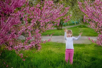 Вишневые цвета природного источника, розовые цветки над голубым небом лето  сада ботанический сад Chisinau, республика Молдавии Стоковое Фото -  изображение насчитывающей молдова, плодоовощ: 115635878