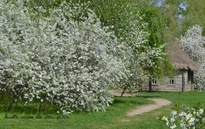 Фотосессия в цветущих садах. Цветение яблонь. Цветущие сады фотосессия |  Mulher rica, Ensaio fotográfico, Fotos