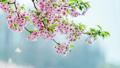Цветение яблоневого сада на весеннем времени дерева | Премиум Фото