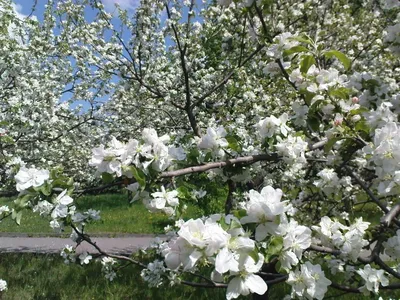 В Крыму начинается цветение персиковых садов | Пикабу