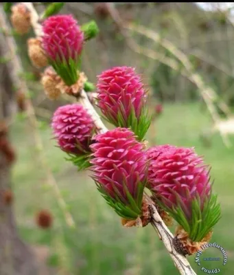 Как цветет сосна обыкновенная (Pinus sylvestris)