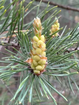 Как цветет сосна обыкновенная (Pinus sylvestris) | Природа в объективе |  Дзен