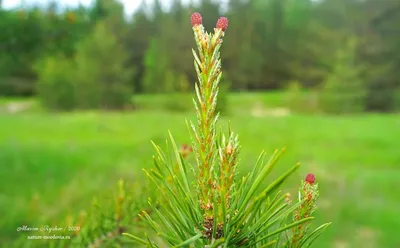 Как цветет сосна обыкновенная (Pinus sylvestris) - Природа Республики  Мордовия