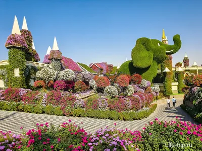 Dubai Miracle Garden сад цветов
