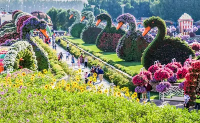 ДУБАЙ. ПАРК ЦВЕТОВ DUBAI MIRACLE GARDEN. ЛУЧШИЙ ОТДЫХ В ДУБАЕ. АРАБСКИЕ  ЭМИРАТЫ. ОАЭ. - YouTube