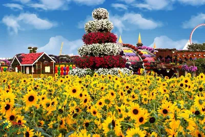 Dubai Miracle Garden (\"Чудо-Сад\" в Дубае) | Ландшафтный дизайн садов и  парков