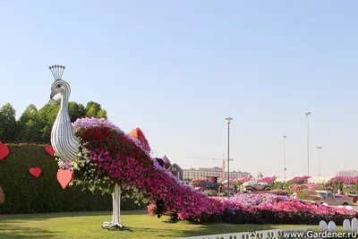 Dubai Miracle Garden (\"Чудо-Сад\" в Дубае) | Ландшафтный дизайн садов и  парков