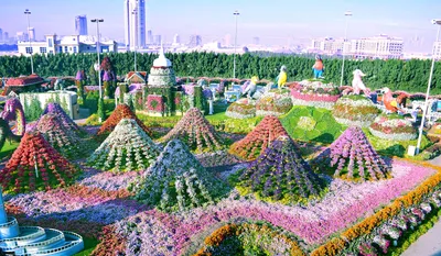 Dubai Miracle Garden, Дубай, ОАЭ - «Волшебный Сад цветов в пустыне!?  Чудесное место,которое понравится тем, кто любит цветы, красивые фото и  романтические прогулки! ?Очень много цветочных фото в отзыве!?» | отзывы