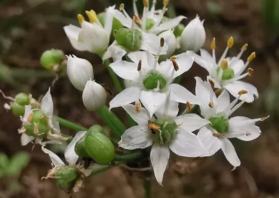 Цветок Chives чеснока, лук-порей, китайские Chives, восточный чеснок, китайский  лук-порей, Kow Choi Редакционное Фотография - изображение насчитывающей  зрело, цветок: 112724867