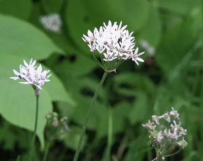 Цветок Chives чеснока, лук-порей, китайские Chives, восточный чеснок, китайский  лук-порей, Kow Choi Редакционное Фото - изображение насчитывающей цветок,  шелковицы: 112724856