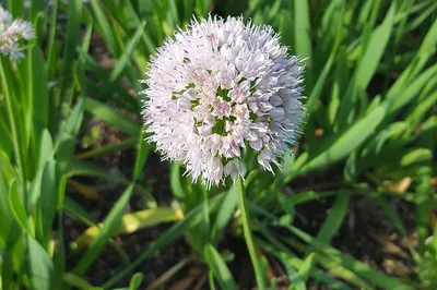 Лук Невского. Allium nevskianum. Невскианум