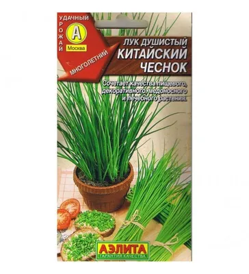 Алое, золотой ус, китайский лук.: 500 тг. - Комнатные растения  Усть-Каменогорск на Olx