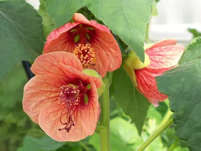 Вертикальная снимок цветка, клен красного Abutilon цветущих Стоковое Фото -  изображение насчитывающей природа, естественно: 208618502